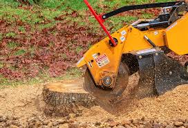Best Tree Health Inspection  in Zephyrhills North, FL