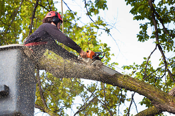 Professional Tree Removal in Zephyrhills North, FL